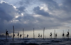 sri-lankan-fishermen-wait-to-catch-fish-as-they-sit-atop-stilts-in-ahangama_304